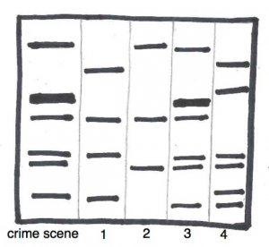 dna fingerprinting crime scene