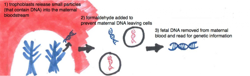 cell-free-fetal-dna-screening-cffdna-dnadots-by-minipcr